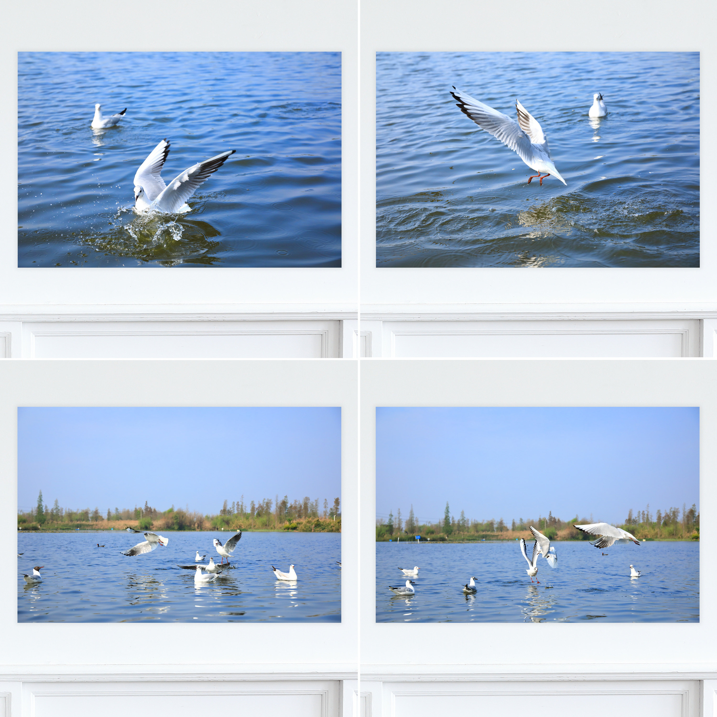 原创动物装饰画芯 昆明 滇池 红嘴鸥贴画 风景海报 墙画