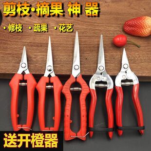 修树枝剪刀花园艺工具专用疏果插花剪剪枝套装不锈钢家用修花葡萄