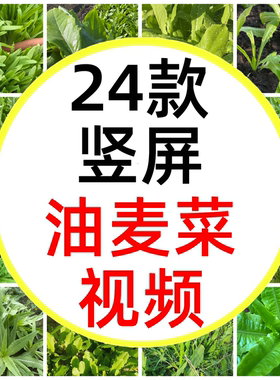 油麦菜绿色有机蔬菜蔬菜种植油麦菜种植菜园子短视频素材