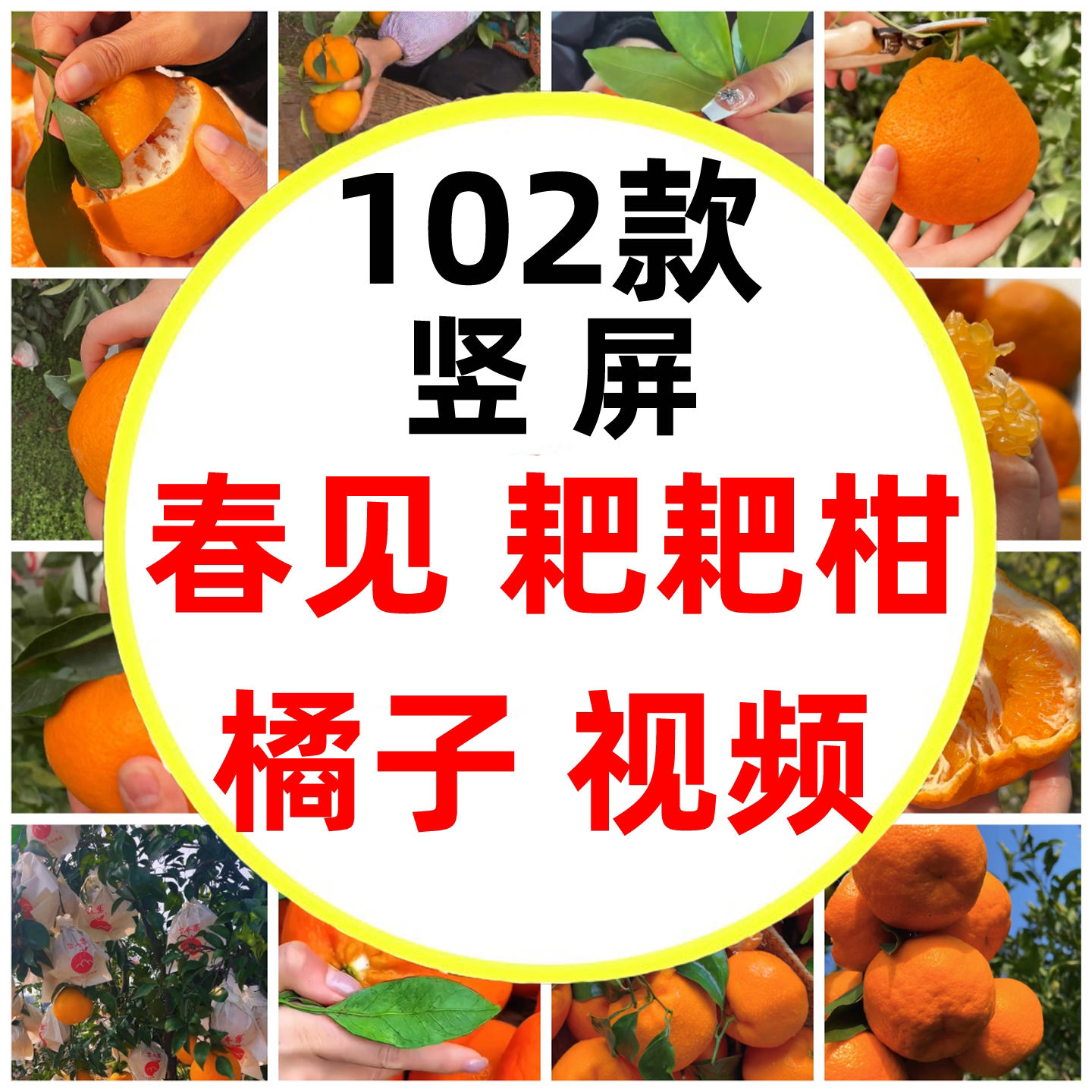 四川成都浦江春见耙耙柑果园采摘水果柑橘桔子短视频素材图片