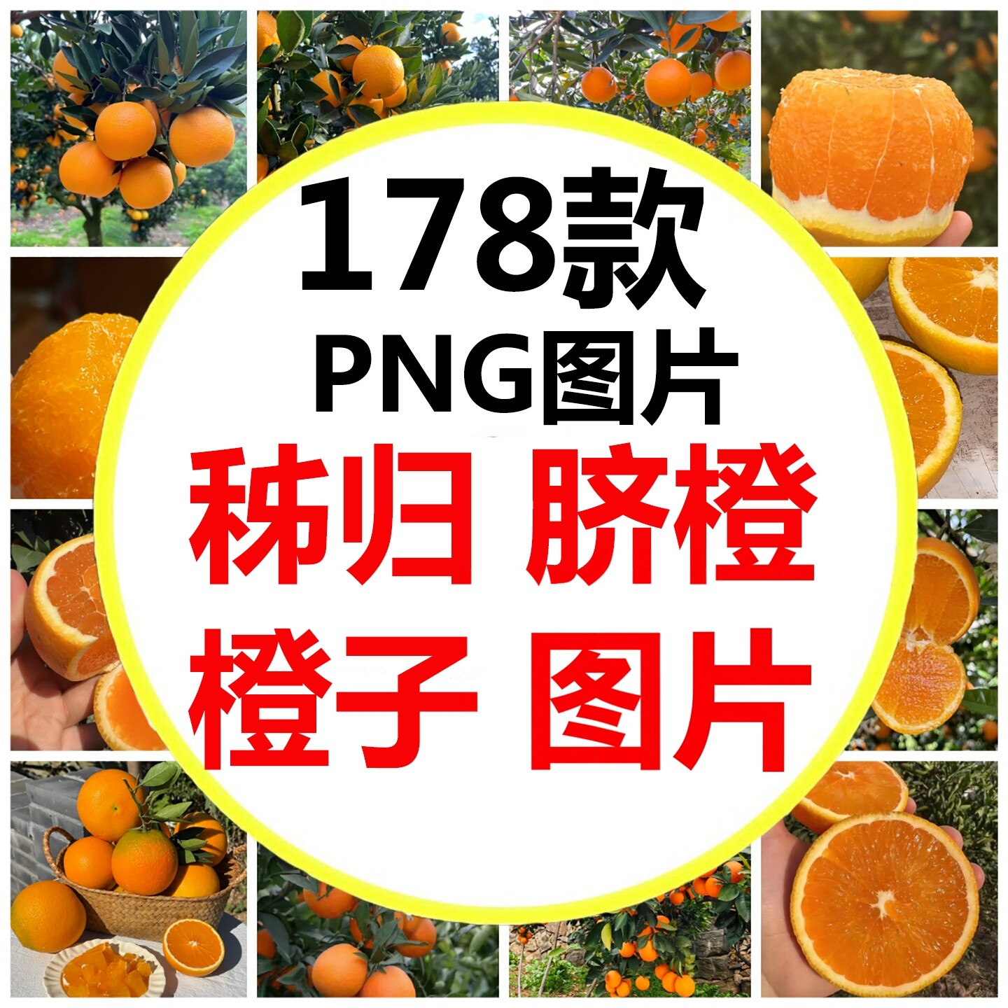 湖北宜昌秭归九月红橘子伦晚脐橙橙子脐橙之乡高清图片素材图片