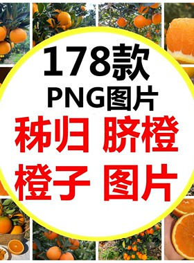 湖北宜昌秭归九月红橘子伦晚脐橙橙子脐橙之乡高清图片素材