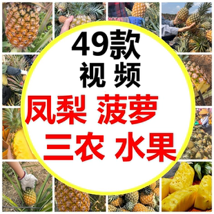 海南热带水果金钻凤梨湛江菠萝台农17号菠萝地采摘短视频素材