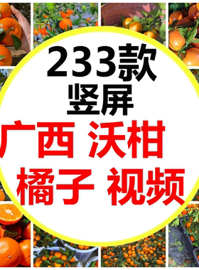 竖屏竖版广西武鸣沃柑橘子果园采摘水果柑子短视频素材