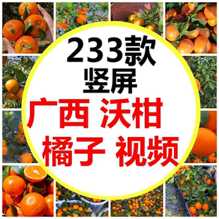 竖屏竖版广西武鸣沃柑橘子果园采摘水果柑子短视频素材