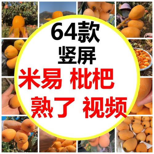 四川攀枝花米易枇杷熟啦早春枇杷米易早中大五星枇杷短视频素材