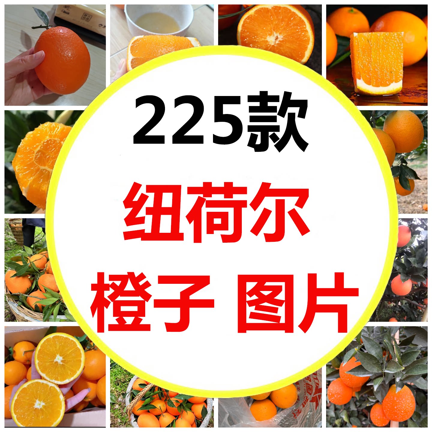 三农农业纽荷尔橙子甜橙果园采摘设计素材/源文件