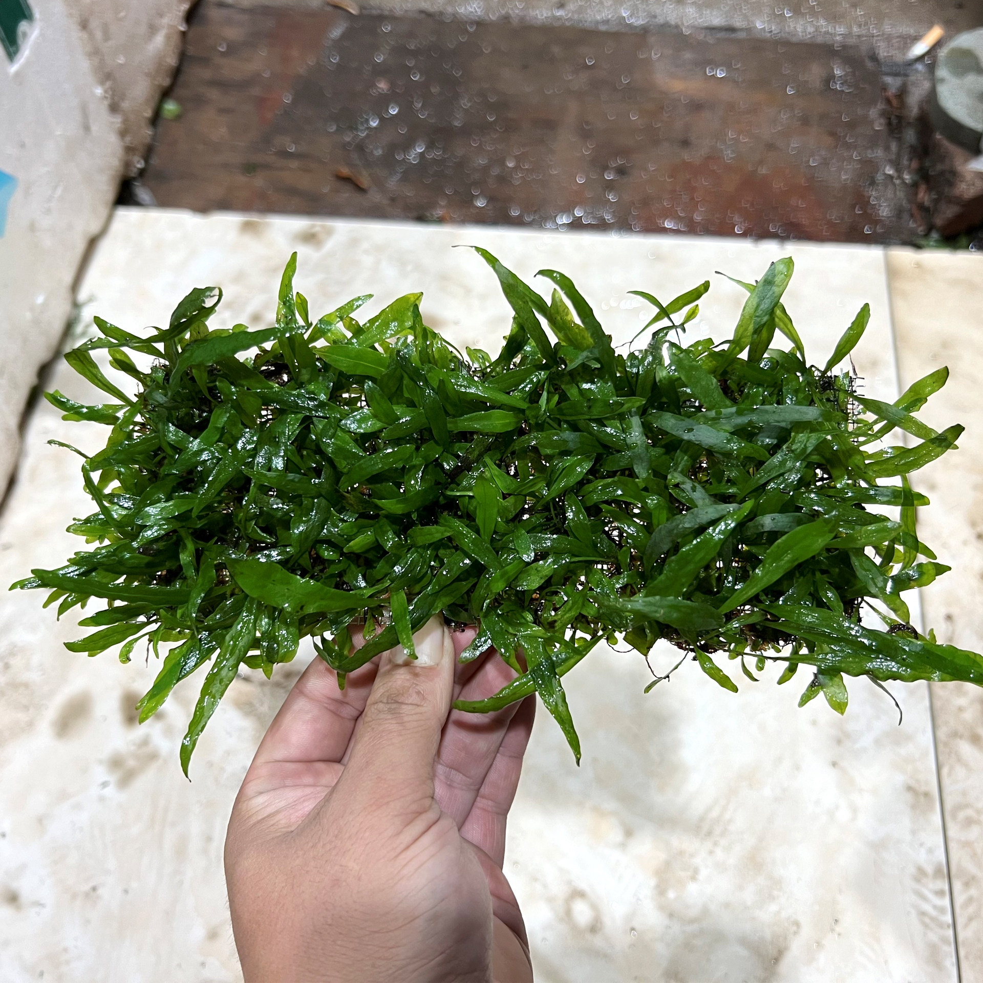 鱼缸造景装饰阴性水草适合新手懒人皇冠类迷你铁皇冠细叶铁不绣钢