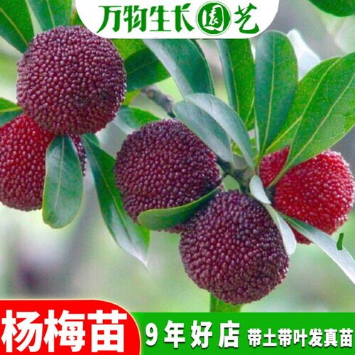 东魁杨梅南北方种植包成活果苗