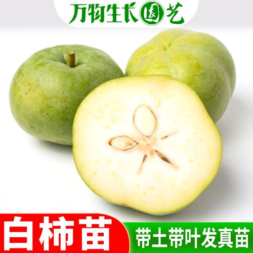 白柿冰淇淋果苗四季品种墨西苹果 香肉果 拉美柿嫁接苗地栽果树苗