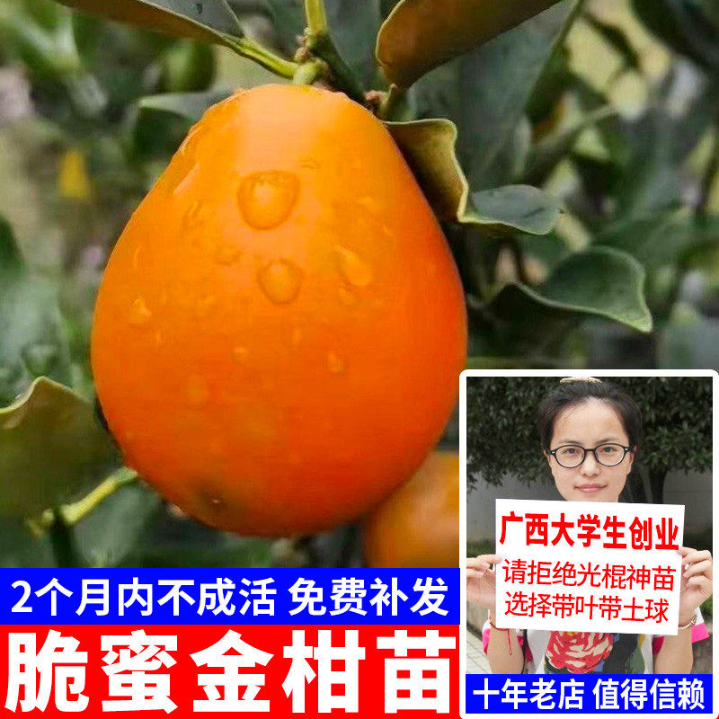 脆蜜金柑苗新品耐寒脆皮金桔嫁接苗果树苗大果苗盆栽金柑带土无核