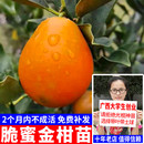 耐寒脆皮金桔嫁接苗果树苗大果苗盆栽金柑带土无核 脆蜜金柑苗新品