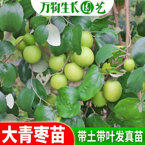 大青枣苗苹果枣苗广西果树苗