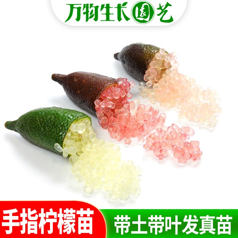 手指柠檬树苗鱼子酱盆栽地栽