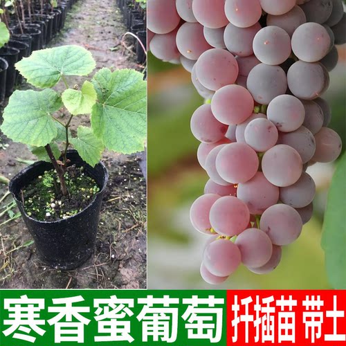 寒香蜜葡萄苗树苗盆栽地栽
