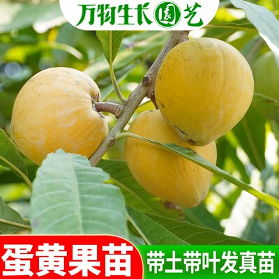 蛋黄果苗正宗名贵仙桃盆栽