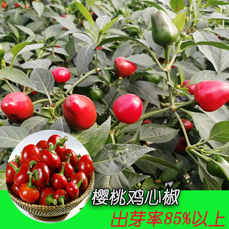 蔬菜进口辣椒坛子水果四季种籽