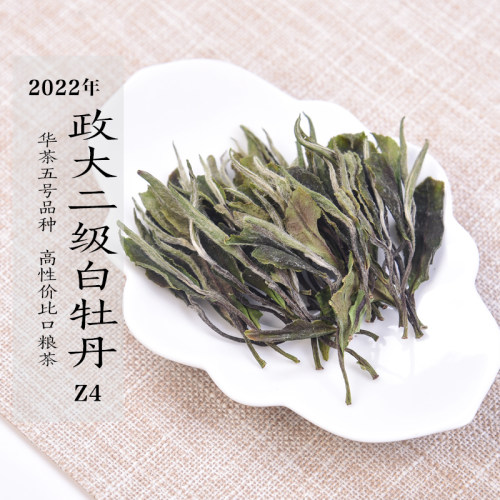 2022政大二级白牡丹政和白茶