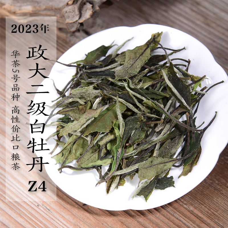 新茶2023年头春政大二级白牡丹Z4 华茶5号茶树品种政和白茶口粮茶