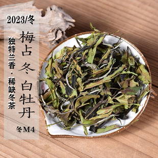 新茶 2023年梅占冬白牡丹 冬M4  兰花香政和白茶 稀缺原料冬茶