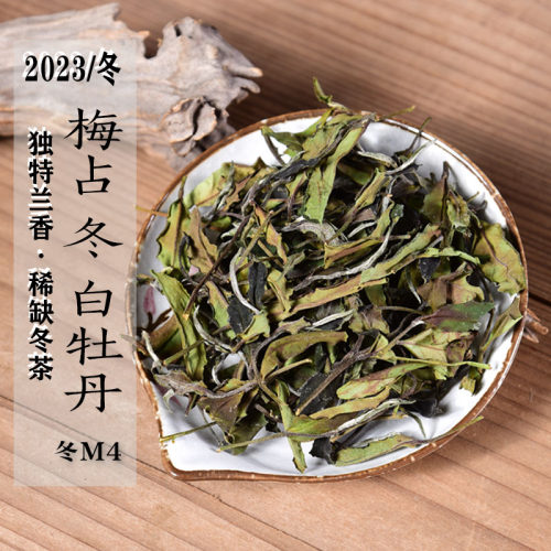 2023梅占冬白牡丹白茶
