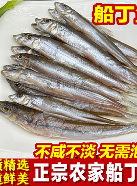 风吹船丁鱼丁公鱼棍子鱼阳干鱼