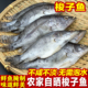 半干梭子鱼鳜鱼小桂花鱼低盐腌制淡水阳干鱼水产农家自晒湖南特产
