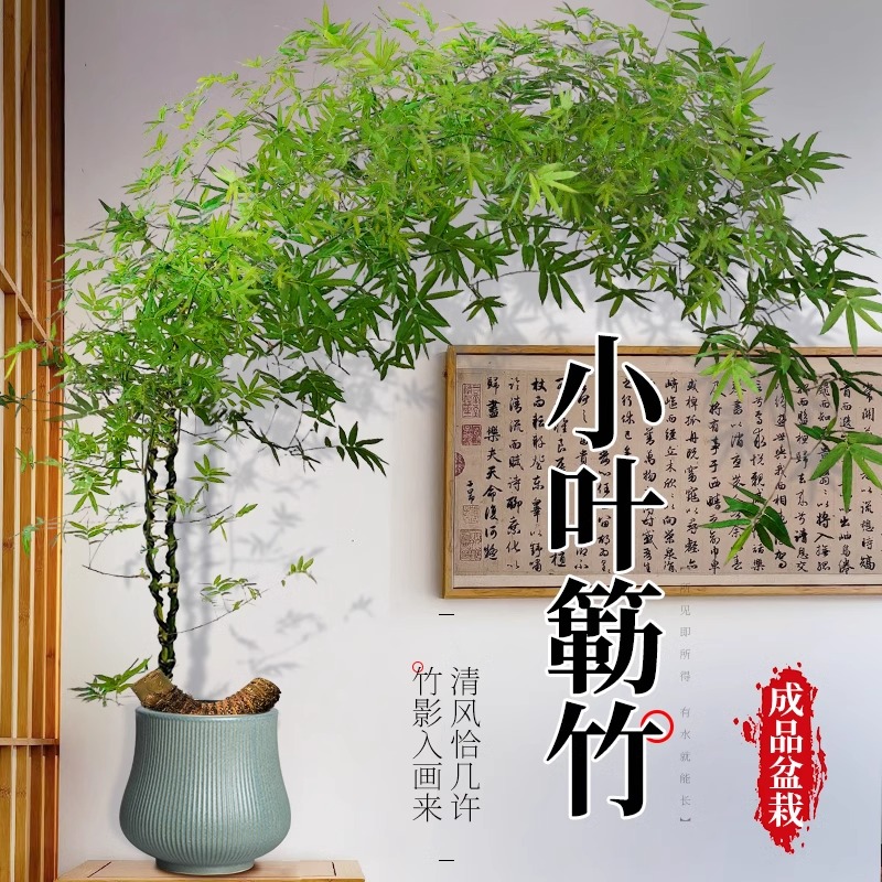 小叶簕竹客厅高级感大型绿植