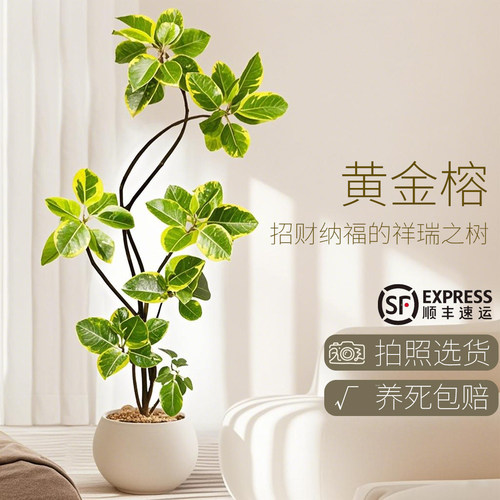 黄金榕绿植室内大型盆栽高级感孟加拉榕客厅橡皮树黄金荣花卉禄植