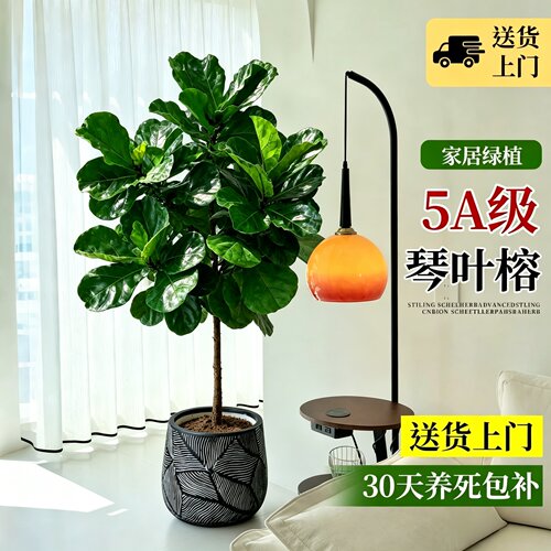 琴叶榕真绿植大型盆栽客厅落地大叶植物室内办公室耐阴好养观叶树
