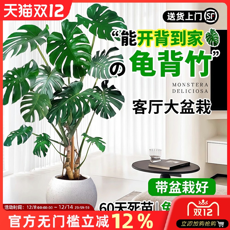 龟背竹老桩客厅大盆栽提根