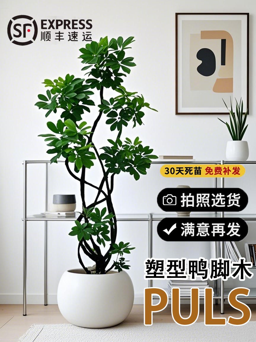 鸭脚木客厅大盆栽八方来财造型鸭掌木室内落地式大型四季常青植物