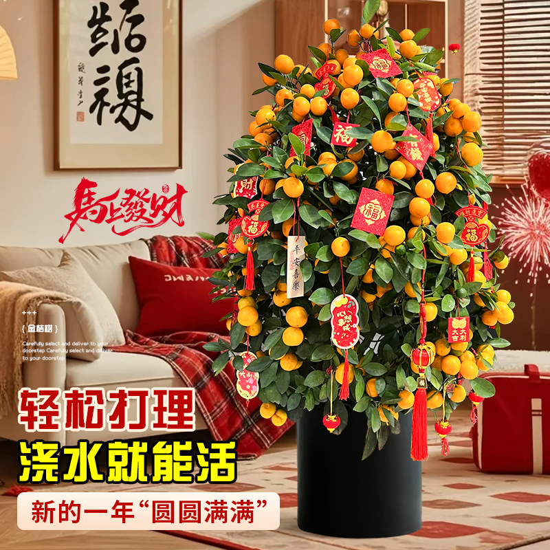 金桔树盆栽带果年桔可食用橘子树苗四季新年绿植物室内客厅年宵花