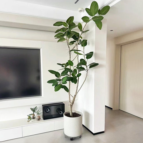 孟加拉榕室内大型绿植禄植盆栽客厅落地摆件高端大气上档次黄金榕