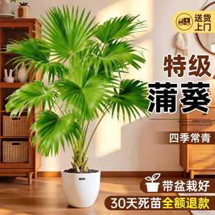 大叶蒲葵客厅大型绿植阳台办公室高端植物扇叶蒲大型观叶棕榈树
