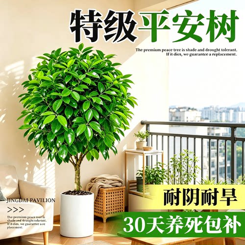 特级平安树客厅盆栽好养除甲醛