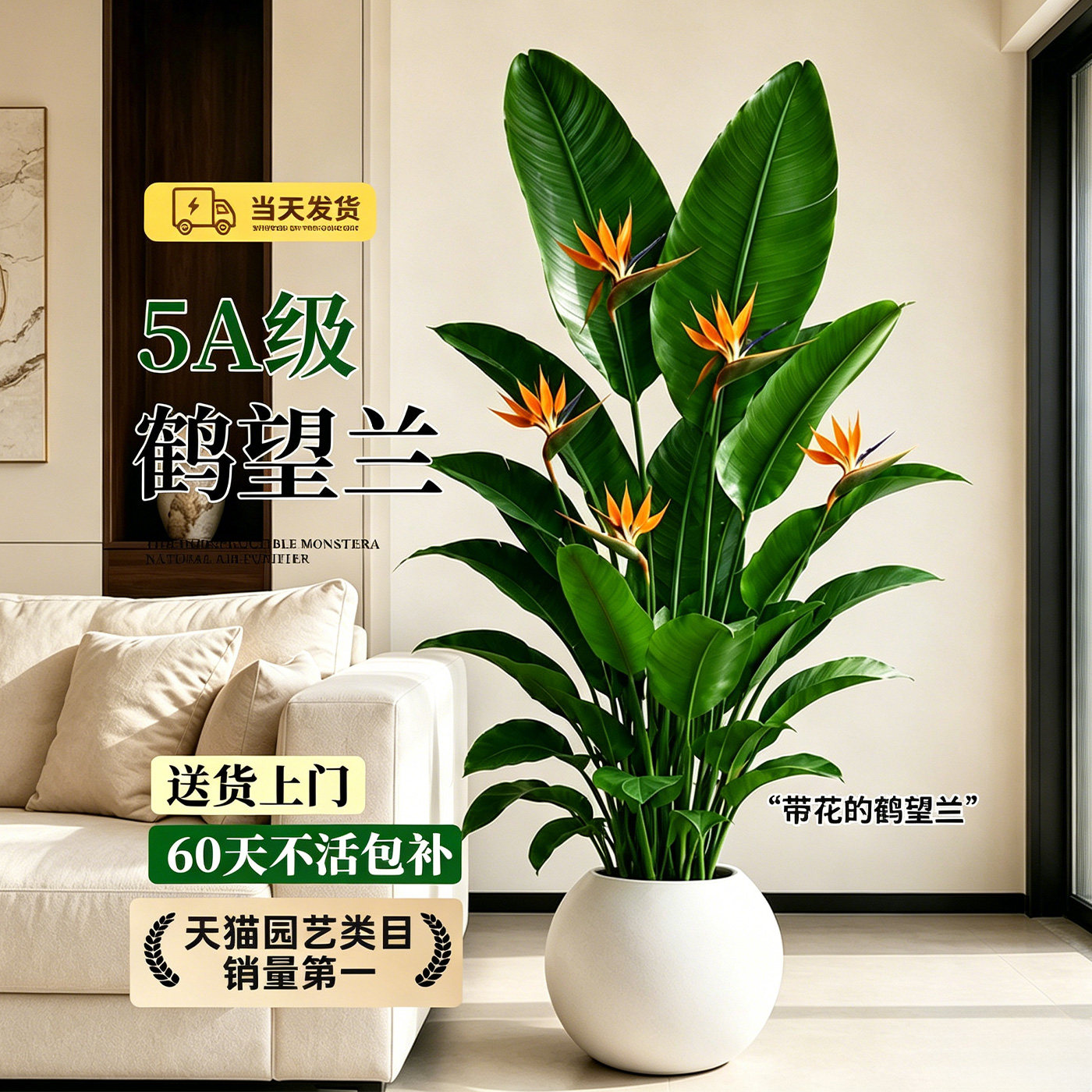 鹤望兰天堂鸟四季好养盆栽图片