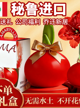 进口重瓣蜡封朱顶红带花苞