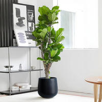 Ficus lyrata, office flowers, green plants, bonsai, living room, prosperous house, indoor potted large plants, easy to survive, easy to take care of throughout the four seasons thumbnail 8