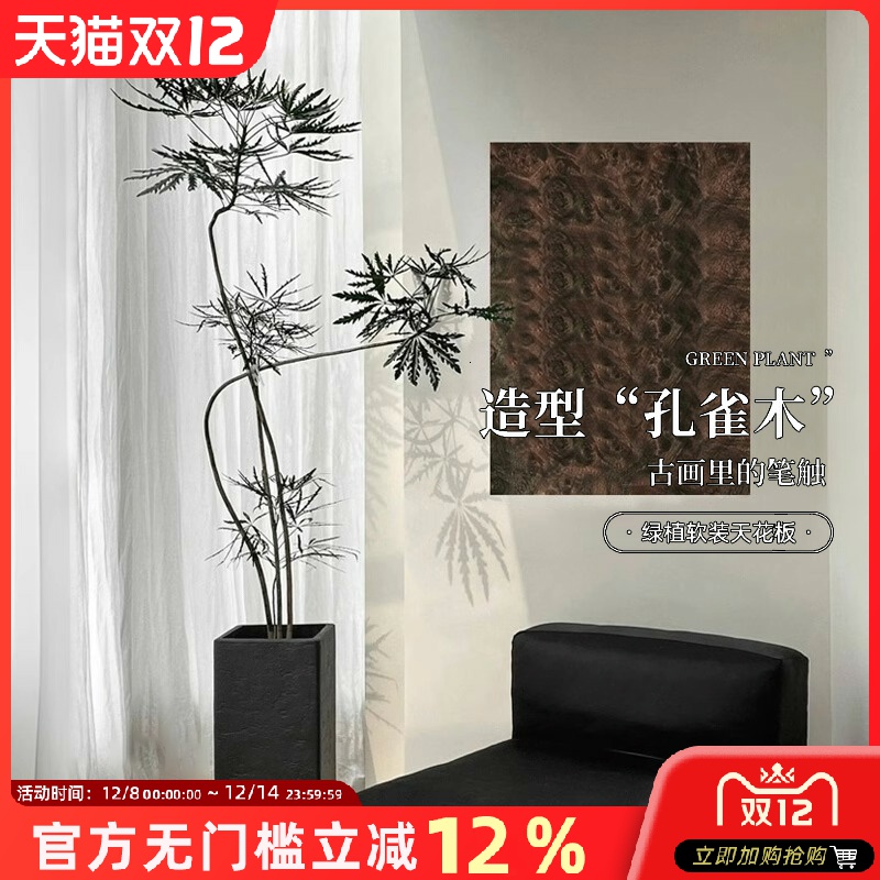 孔雀木绿植室内大型盆栽客厅办公室网红观叶植物落地大号四季好养