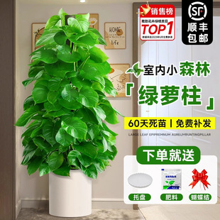 大叶绿萝柱盆栽客厅绿植室内吸甲醛净化空气办公室大型绿箩好养活