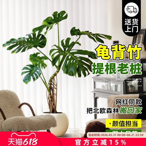 龟背竹大型绿植盆栽易养