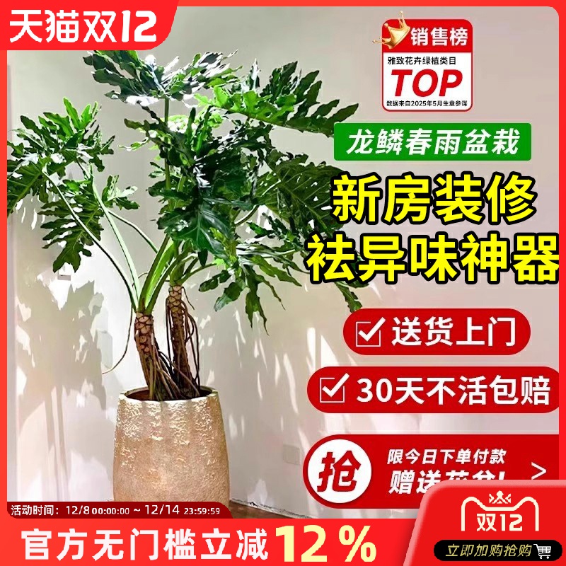 龙鳞春羽大型绿植盆栽