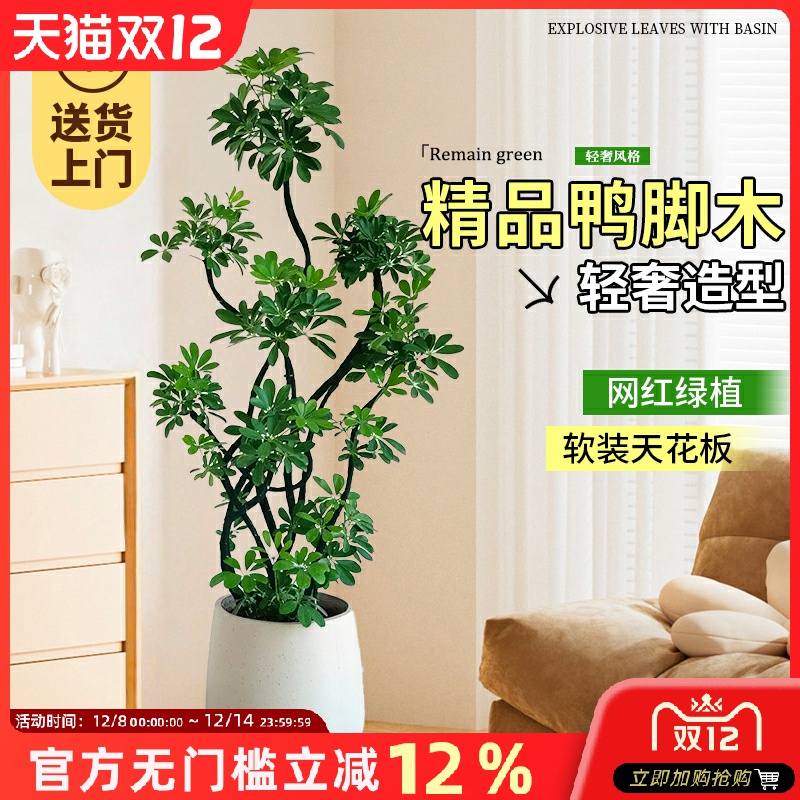 鸭脚木室内高级感大型绿植物八方来财树客厅办公室上档次盆栽摆件