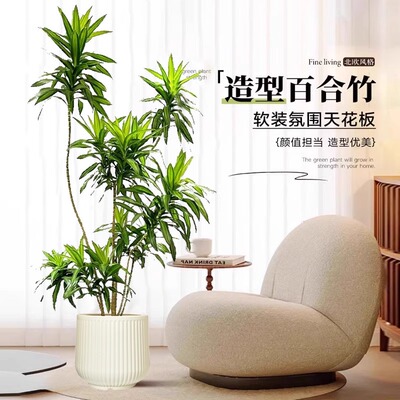 百合竹客厅绿植大盆栽室内大型落地式大盆栽造型老桩旺宅真花树苗