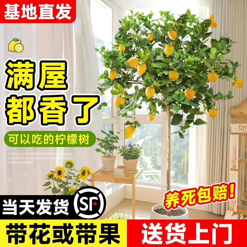 香水柠檬树盆栽带果可食用室内客厅果树绿植南北方种植四季好养活