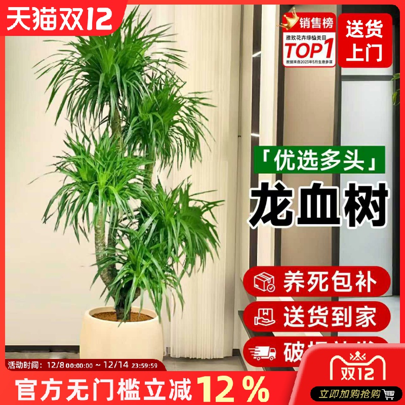 龙血树客厅大型绿植落地植物