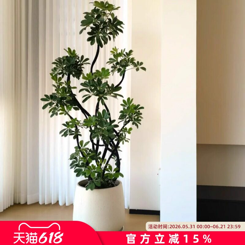 造型鸭脚木客厅大盆栽高级感八方来财鸭掌木鹅掌柴招财树大型绿植