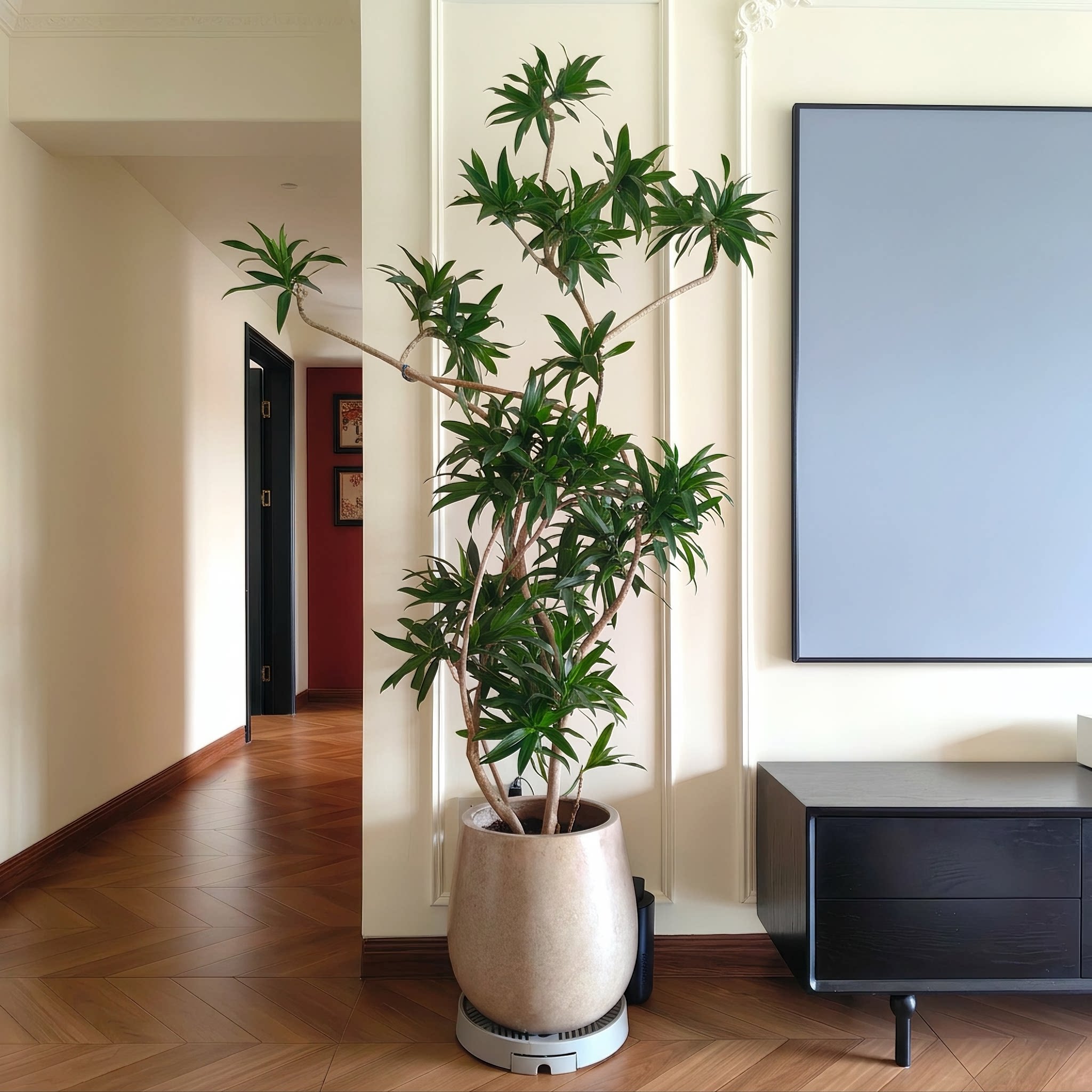 造型百合竹客厅大型绿植盆栽图片