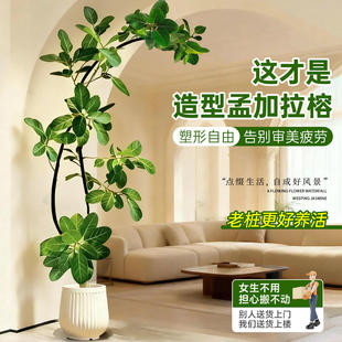 大型绿植网红孟加拉榕盆栽客厅绿植物室内高山榕树落地真花旺宅树